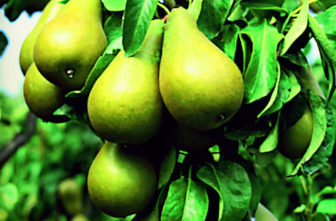 Conference pears
